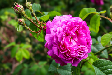 pink old fashioned rose in garden with thrip on buds