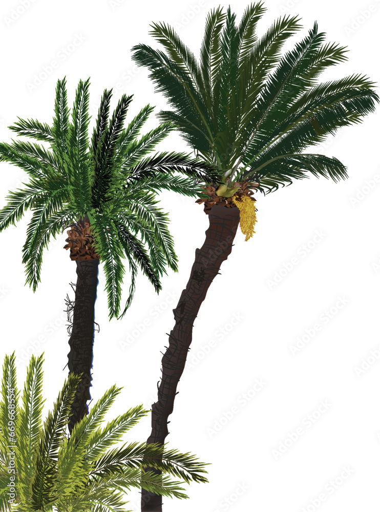 Wall mural two high green palms isolated on white