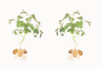 Photo of potato plant isolated on white background