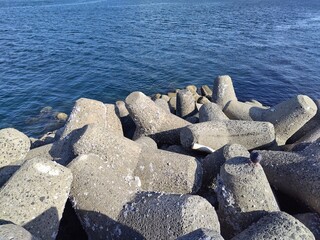 青い海とテトラポッド