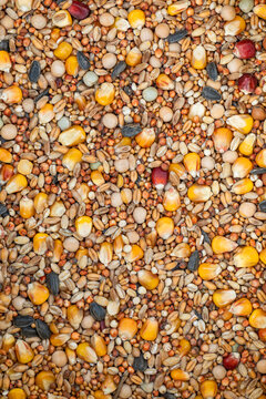 Food for birds. Seed mixture. A super macro image of bird seed medley.  Seed mix background. The view from top. Colorful texture.