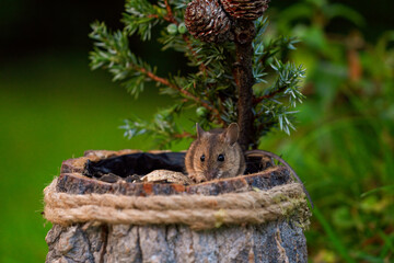 a portrait from a yellow necked mouse, apodemus flavicollis, in the garden at a autumn morning, perching in a wooden pot and is eating seeds
