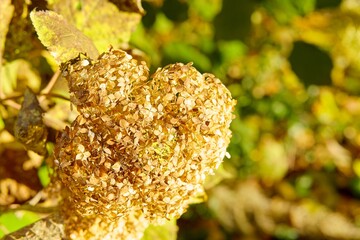             Autumn dried hydrangea flower on floor blurred background.                   