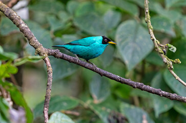 Small tropical bird Green Honeycreeper (Chlorophanes spiza), Mindo Cloud Forest, Ecuador.