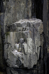 Brunnich's Guillemots nesting on bird cliffs on Mount Guillemot on Alkefjellet, Nordauslandet, Hinlopen Straight, arctic tourism expedition around Svalbard
