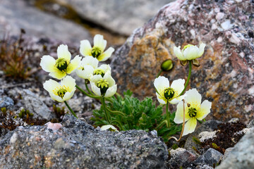 Closeup of pale yellow flowers of arctic poppy, or Svalbard poppy, blooming in rocks in the harsh environment of the arctic  © knelson20