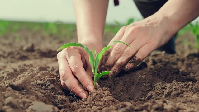 Agricultural industry. Farmer in cornfield plants green sprout in hole. Person puts root of young plant into soil with his hands. Growth time of green plant in nature. Green seedling in fertile soil