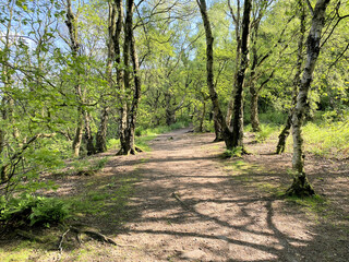A view of the Cheshire Countryside at Peckforton