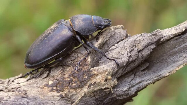 Female Lucanus cervus, also called flying deer in a forest in July.