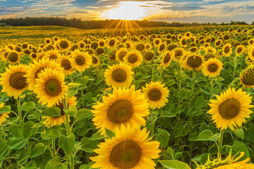 Landscape with sunflowers in summer in sunshine. Field with crops at flowering time in the evening. Flowers in rows with blossoms of many sunflowers. yellow petals of flower with green leaves and stem