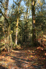 Obraz premium Fall leaves covering a hiking trail at Buntzen Lake in Anmore, British Columbia, Canada