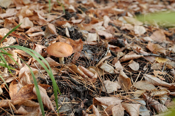 Yellow boletus growing among dry leaves and pinetree needles in the forest in early autumn