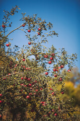 Apples ripen in the old trees. Cultivation of apples. Overgrown orchard with fruit trees. Red apples ripened in the garden. Shiny delicious apples hanging from a tree branch in an apple orchard.