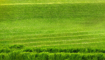 wide format background image of green carpet of neatly trimmed grass beautiful grass texture on bright green mowed lawn field grassplot in nature - obrazy, fototapety, plakaty