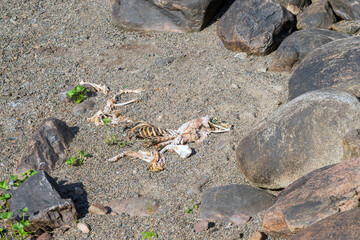 Animal carcasses, skeleton of a dog buried in the sand, wind-blown sand