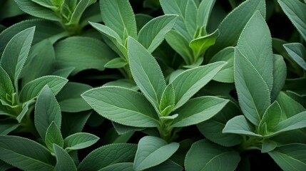 Fototapeta na wymiar A green background of close Up Sage Herbs