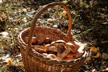 Medium sized handmade basket full of fresh boletus and milk cap mushrooms standing on the ground covered with dry leaves