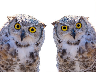 owl portrait isolated on white background