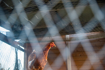 view of the chicken through the fence of the chicken coop. Setting farm. © Dmitry