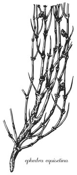 Ephedra, ephedra equisetina. Botanical illustration of ephedra. Monochrome ephedra, black and white ephedra hand drawing, ephedra sketch.