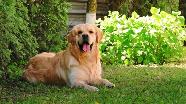 The golden retriever dog lies in the shadow of backyard. Domestic pet breathing fast in hot summer day. Cute smiling face. The kindest purebred breed. The best friend concept. Big puppy lifestyle. 4K.