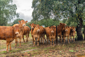 Naklejka na ściany i meble Livestock scene: Retinta calves next to a fence and an oak tree in the foreground.