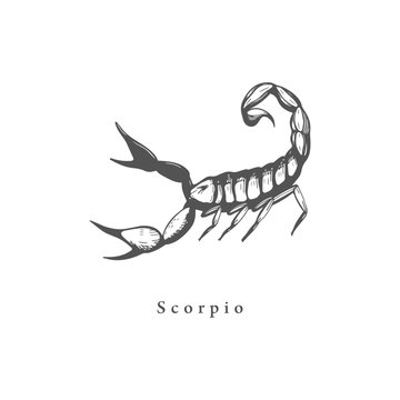Scorpio zodiac symbol, hand drawn in engraving style.