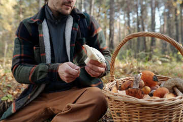 Cropped shot of young male backpacker cutting fresh milk cap mushroom over basket full of porcini fungi while sitting in front of camera