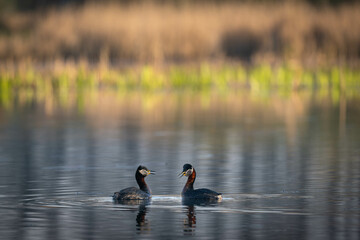 Great crested grebes during the mating season swim along the fish pond in Milicz. Poland.
