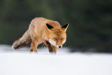 The red fox (Vulpes vulpes) in a winter snowy grassy meadow near forest. Red fix in winter...