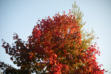 Red Maple Leaves. Maple in autumn. Autumn Colors. - Powered by Adobe