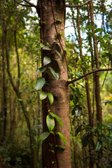Hojas enredadas en árbol