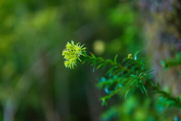 naturaleza en primer plano