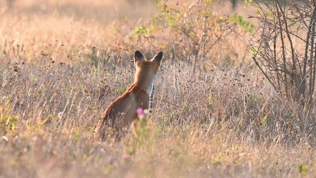 Red fox Vulpes vulpes. A fox cub in the sunset light. Beautiful background. An animal sitting in the grass. Slow motion.