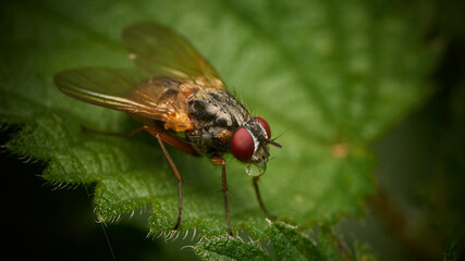 Fly - blowing a bubble