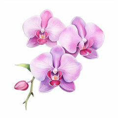 Pink orchid flowers branch watercolor paint on white background