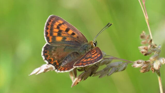 Lycaena tityrus. Small butterfly of the Lycaenidae family, also known as the dark mantle.
