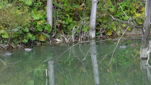 Mallard, Wild Duck in natural ambient, swimming (Anas platyrhynchos) - (4K)