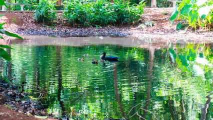 water in the pond ducks
