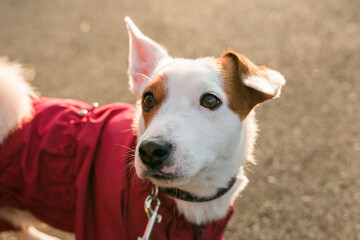 Close up portrait of cute Jack Russell dog in suit walking in autumn park. Puppy pet is dressed in sweater walks