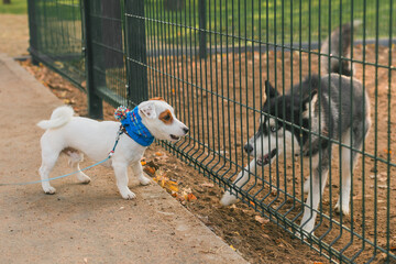 Dog jack russell terrier and husky funny playing together outdoors in dogs playground at sunny spring day