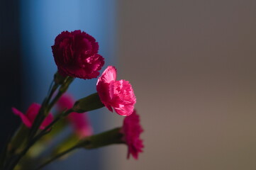 Nastrojowe piękne różowe kwiaty