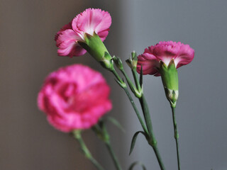 Nastrojowe piękne  różowe kwiaty