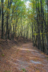 Sentiero autunnale appenninico