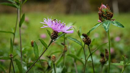 The purple flower together with an insect preparing for winter
