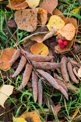 Frost on fallen leaves in late autumn or early winter, frost on grass at first frost - cold season concept