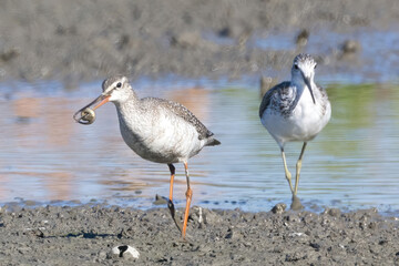 レンコン畑で餌を探すシギ
