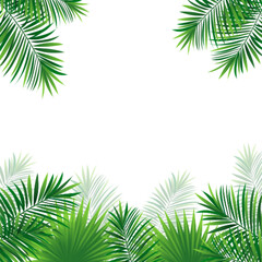 rainforest plants border frame. Tropical vector illustration with beautiful amazon plants. Coconut palms leaves on a white background. good choice for summer, travel designs, posters and wallpapers