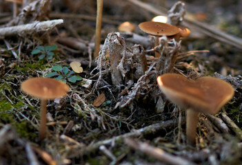 yellow mushrooms grow on a lawn in the forest