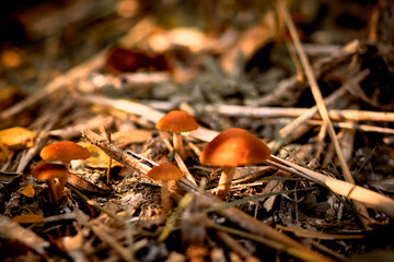 yellow mushrooms grow on a lawn in the forest